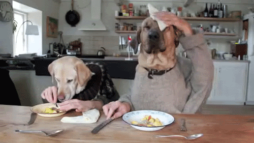 cooldogs.gif?t=1303266408