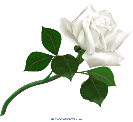 White rose Pictures, Images and Photos
