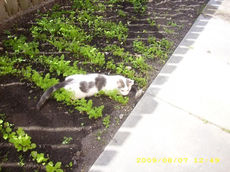 Booinmygarden2.jpg
