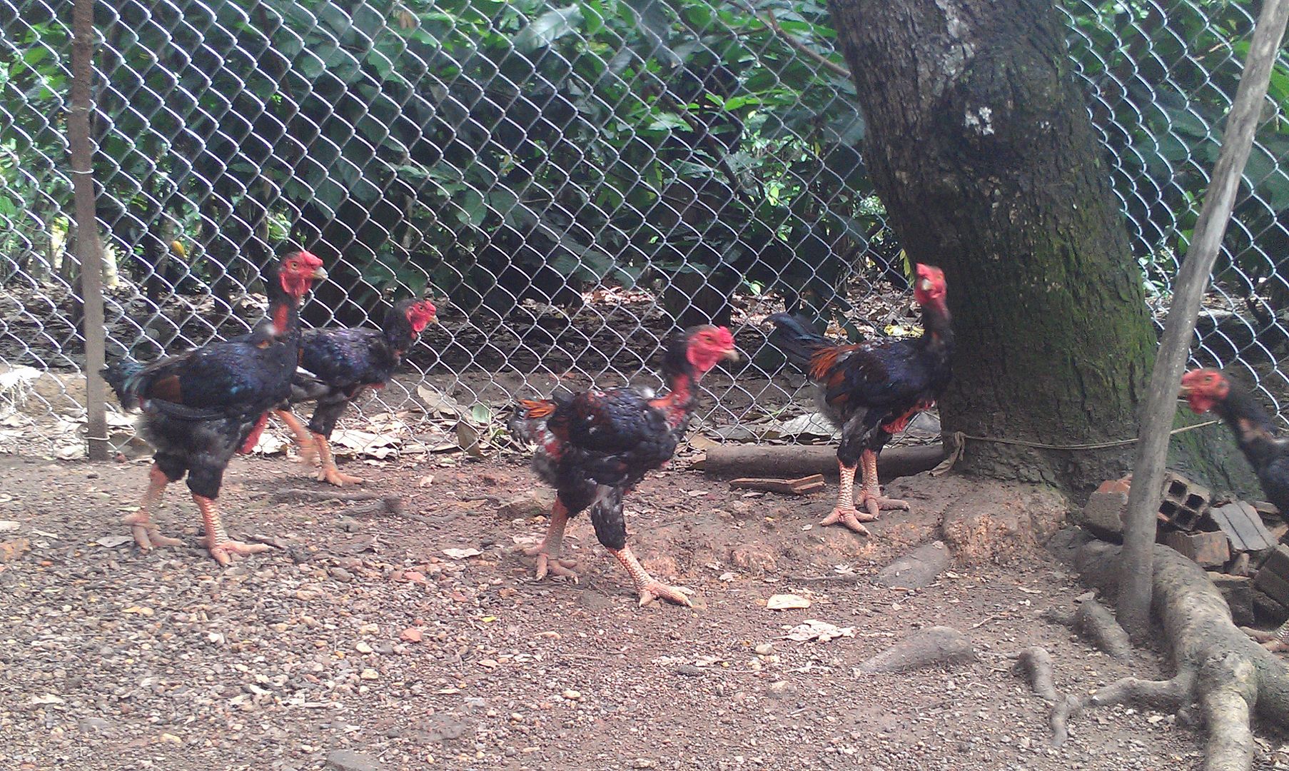 Bán Gà Đông Tảo rẻ nhất 5s. - 4