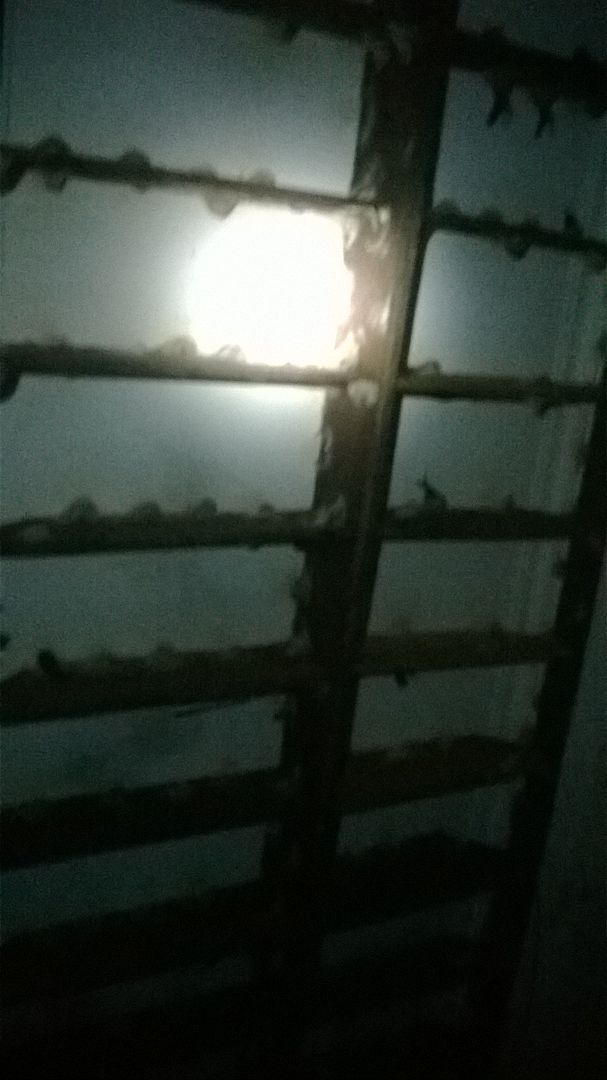 Yến sào Phú Quý- Tổ yến thô- Tổ yến tinh chế- Giảm giá đặc biệt-  Free ship. - 7