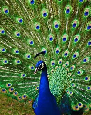 22_820peacock.jpg