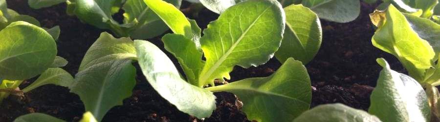 Baby lettuce growing at Ocean Knoll Educational Farm