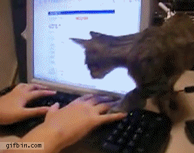 cat-monitor.gif