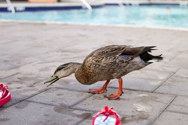  photo Disney_Spring2013_8471_blog_zpsb65196e5.jpg