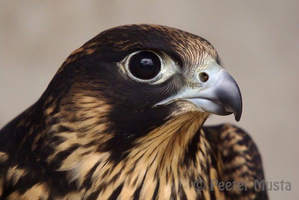 Peregrine.jpg Peregrine Falcon image by moonbeam1996