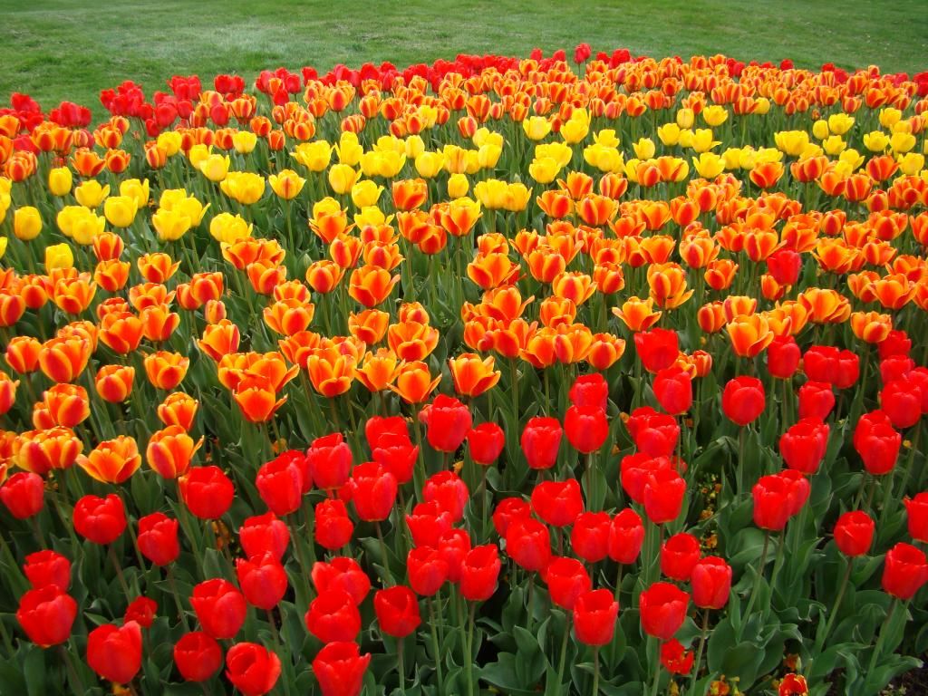  photo DSC00947_zps6a294500.jpg