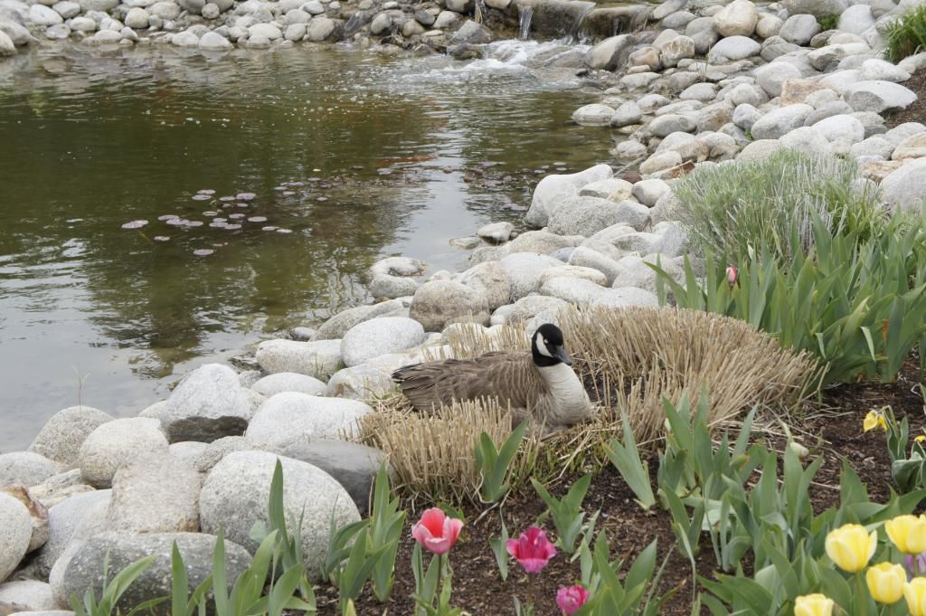  photo _DSC0998_zps6bb0f1c4.jpg