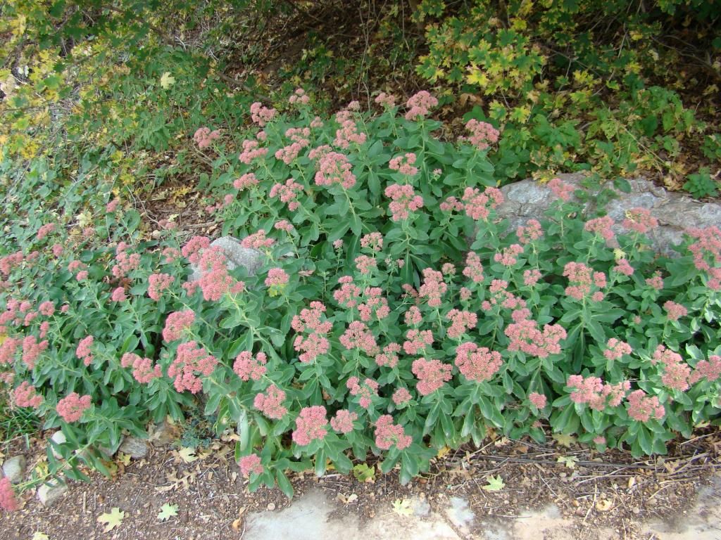  photo DSC05990_zps7adca5a9.jpg