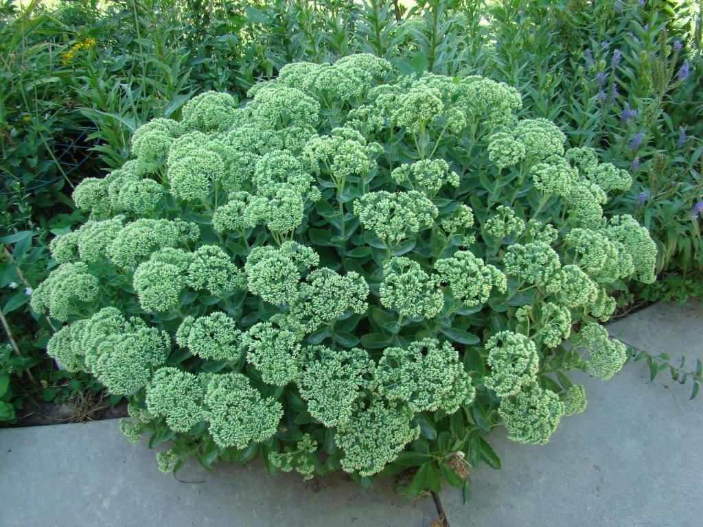 end of August photo DSC08085_zpsa236af02.jpg