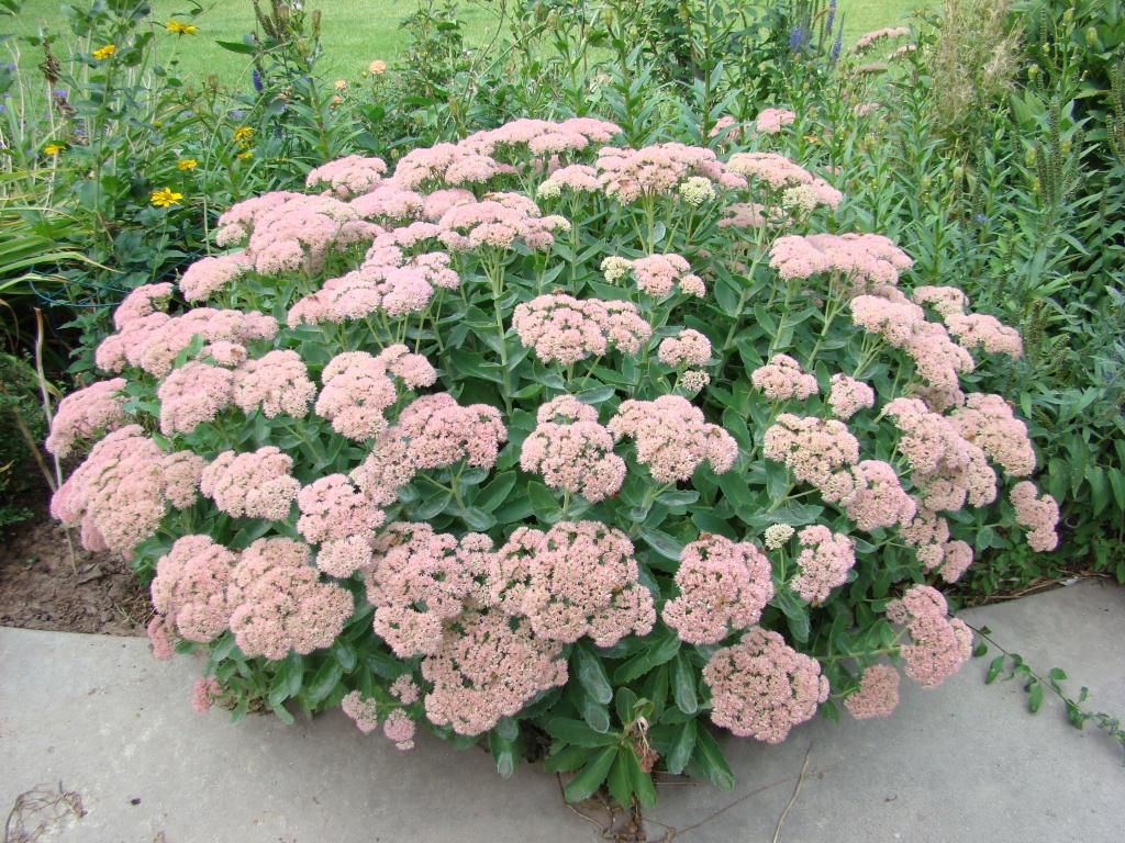 mid-September photo DSC08359_zps77afe362.jpg