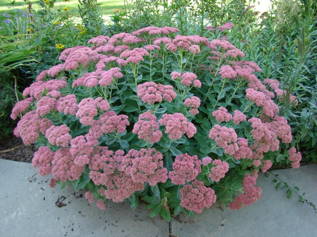 end of September photo DSC08622_zpsbedd8eba.jpg