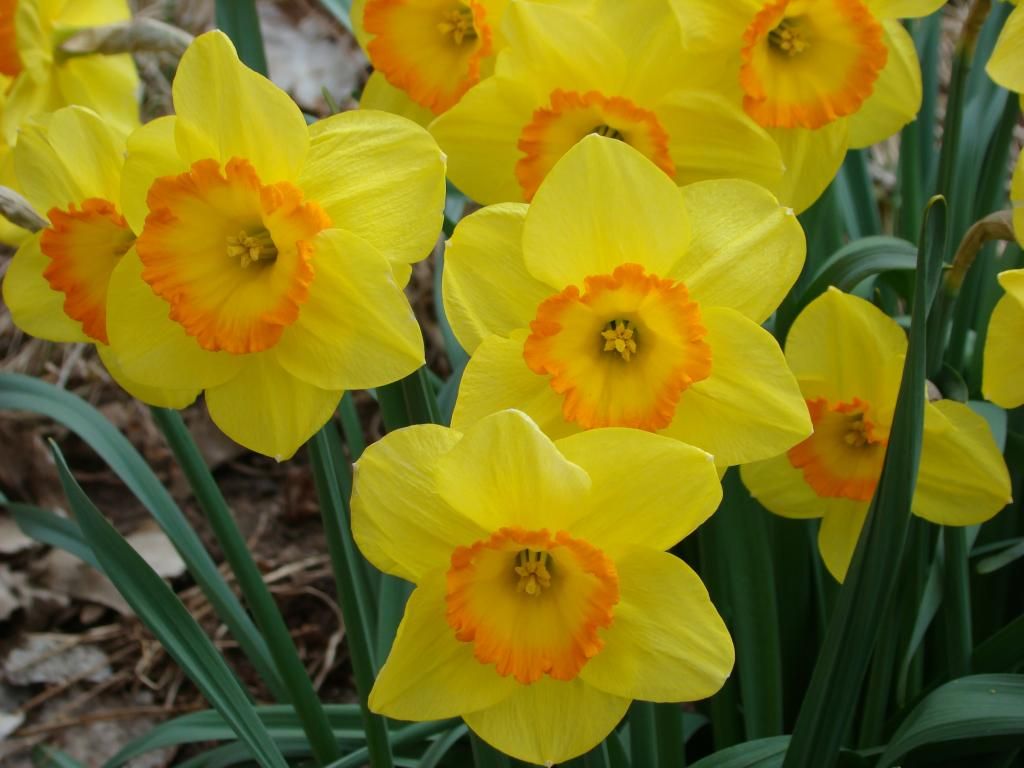 daffodils photo DSC07164_zpsa06f0afa.jpg