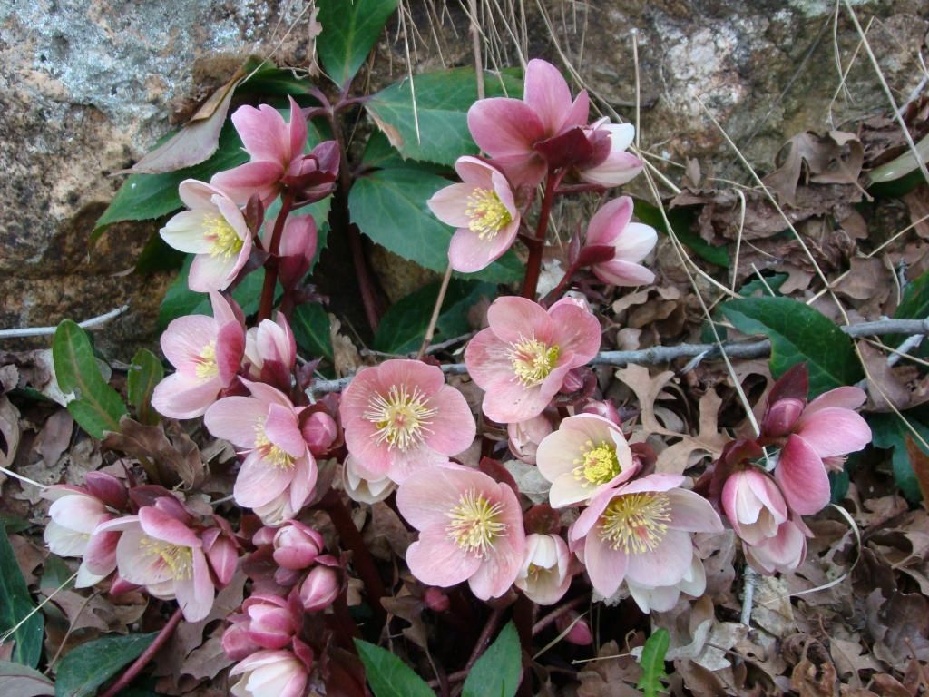 hellebores photo DSC07172_zps85f8bc5d.jpg