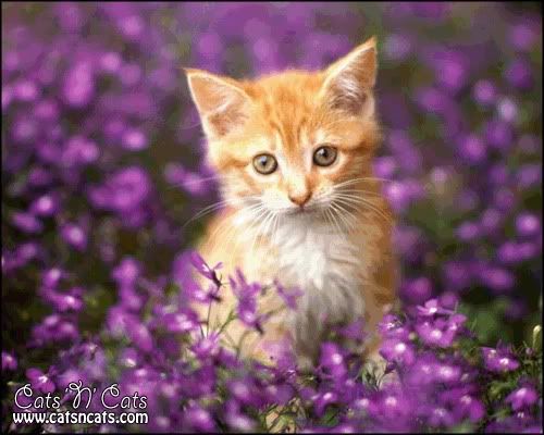 http://i789.photobucket.com/albums/yy180/Lakichi/yellow-kitten-between-violet-flowers.jpg?