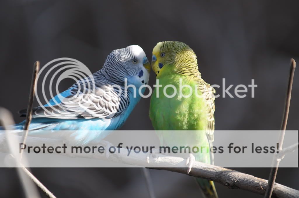 Melopsittacus_undulatus_-Living_Desert_Zoo_-New_Mexico_-USA_-two-8.jpg