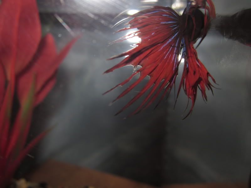 Betta's fins are fraying? | Betta Fish Forum