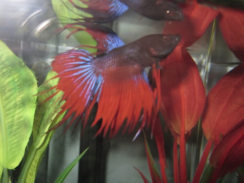 Betta's fins are fraying? | Betta Fish Forum