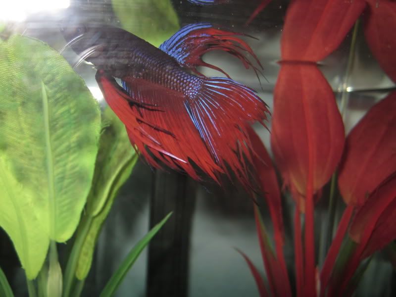 Betta's fins are fraying? | Betta Fish Forum