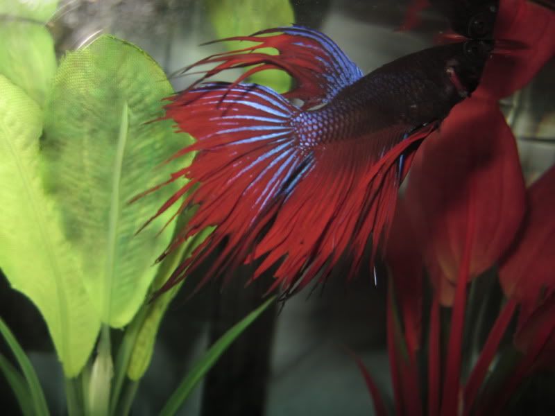 Betta's fins are fraying? | Betta Fish Forum