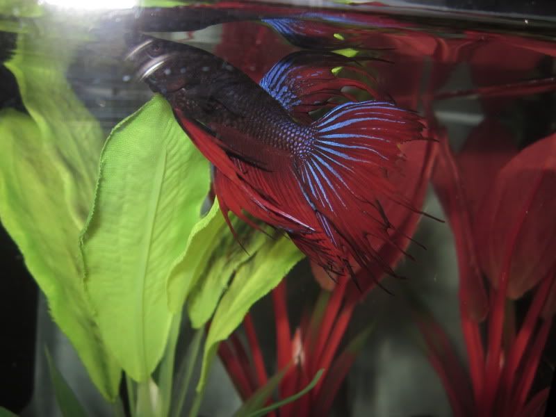 Betta's fins are fraying? | Betta Fish Forum