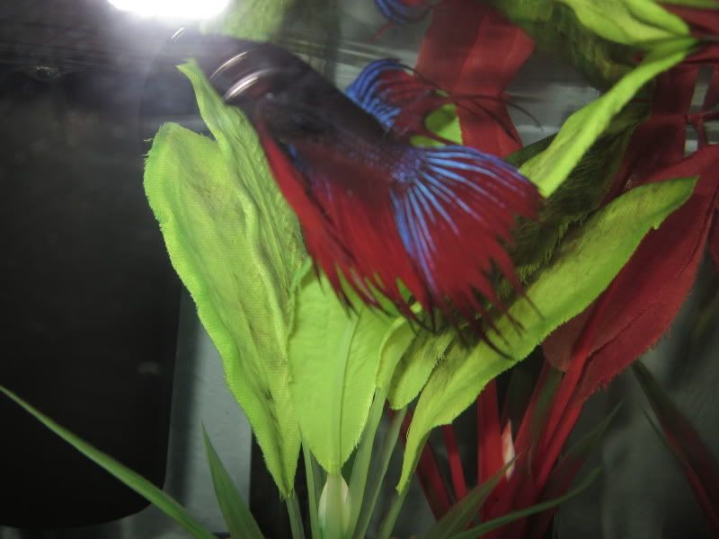 Betta's fins are fraying? | Betta Fish Forum