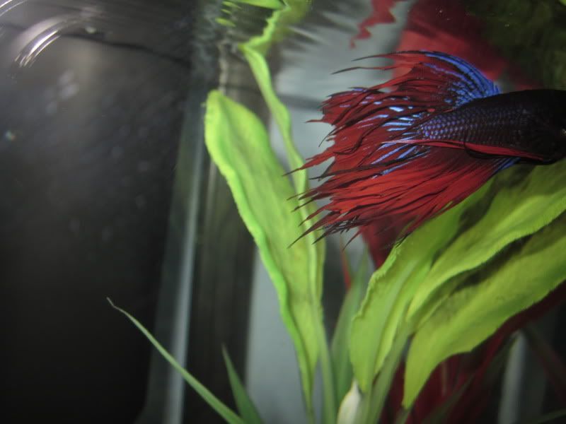 Betta's fins are fraying? | Betta Fish Forum