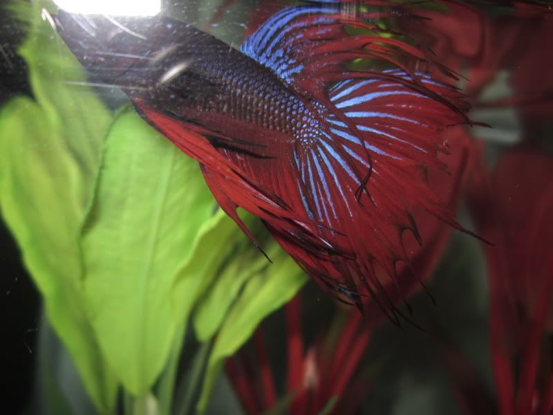 Betta's fins are fraying? | Betta Fish Forum