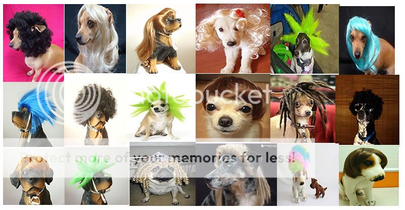 pet dog wigs , best gift to your pet  